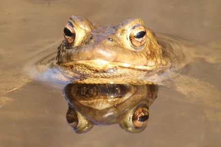 Gewone pad (Bufo bufo)